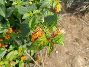 绿叶间的橙色小花