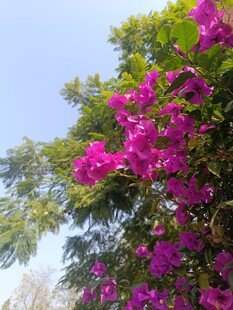 盛开的艳丽紫花