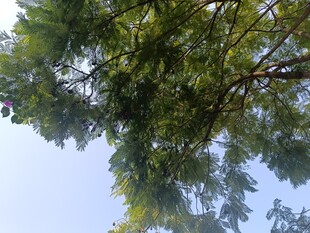 仰视绿树蓝天的清新景象