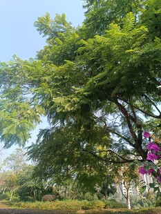 繁茂绿树与娇艳紫花