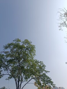 蓝天绿树风景图