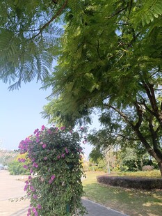 林荫小道旁的繁茂绿植