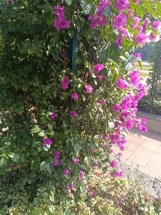 繁花满枝的紫色花卉景观