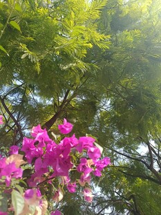 阳光下的艳丽三角梅