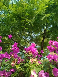 繁花绿树的自然美景