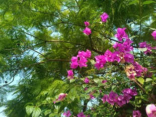 娇艳紫花绽于绿叶间