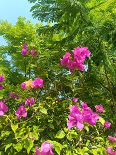 绽放的艳丽三角梅