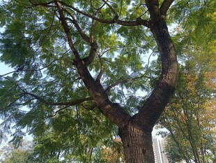 粗壮繁茂的大树