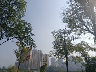 城市绿树与高楼景观