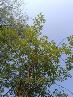 枝头绿叶映蓝天