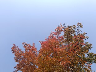 秋日红枫映蓝天