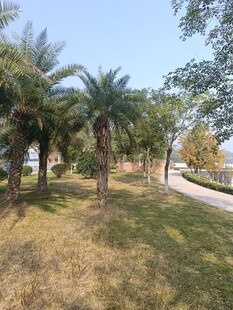 户外棕榈树旁的绿地景观