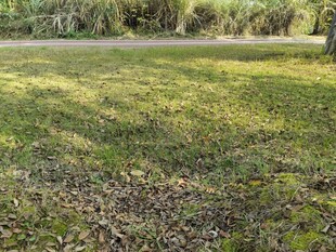 阳光照耀下的草地与树林