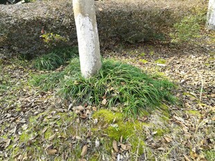 树下丛生的绿色低矮植物