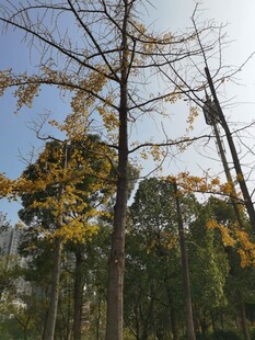 秋日挺拔银杏树景