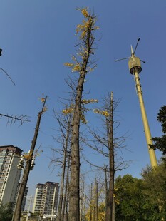 城市中挺立的光秃树木