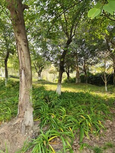 林间绿意盎然的静谧景致