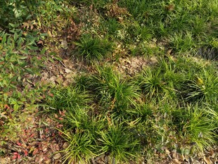 地面上的嫩绿植物