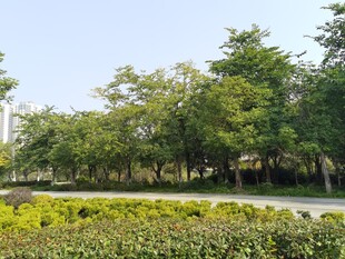 城市路边绿意盎然的景观