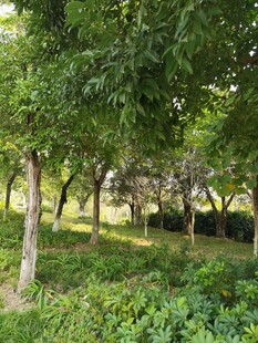 绿意盎然的林间景致