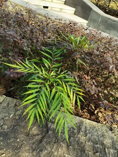 翠绿蕨类植物生机盎然