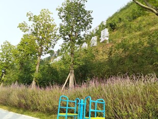 户外绿植旁的蓝色梯子景观