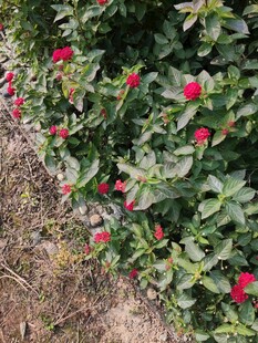 花丛绿意盎然红花点缀