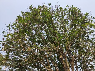 高大繁茂的绿树