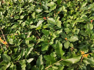 翠绿繁茂的植物叶片