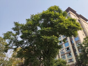 绿树掩映下的现代建筑