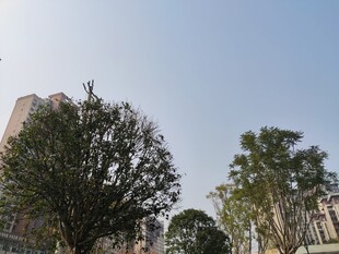 城市中的绿树与建筑景观