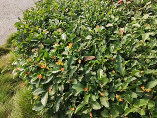 绿叶繁茂的植物景观