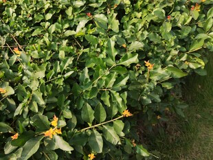 绿叶间的黄色小花