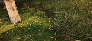 草地中的绿植与树木