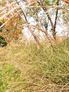 秋日草地旁的树木景观