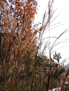 秋日萧瑟植物景观