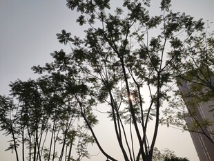 阳光下的树木剪影