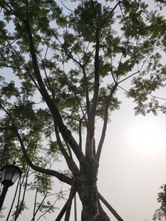 阳光下的繁茂树木