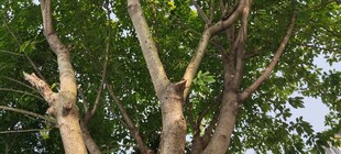 树干光秃与繁茂枝叶对比