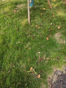 草地中的标识与井盖