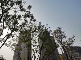 城市中树木与高楼的景致