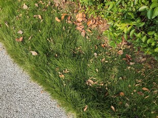 路边草地与落叶景观