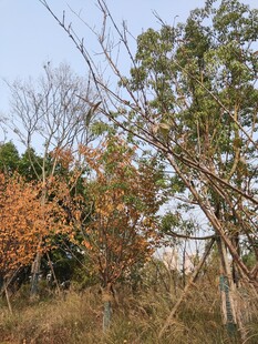 秋日郊野树木景致