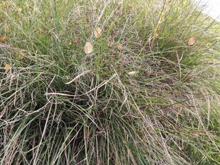 茂密丛生的绿色草本植物