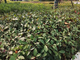 绿叶繁茂的植物景观