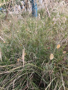 野外丛生的绿色草类植物