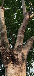 奇特扭曲的树干