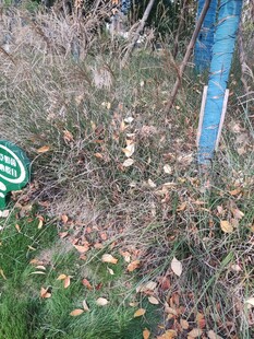 户外草地中的标识牌