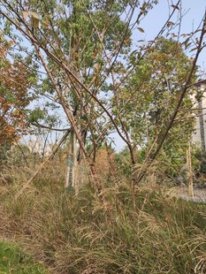 秋日郊野树木与草丛景象