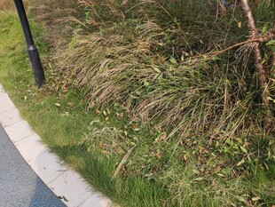 路边茂盛的草丛